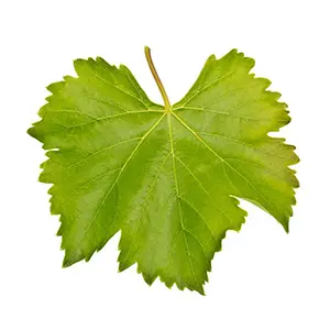 Grape Leaves